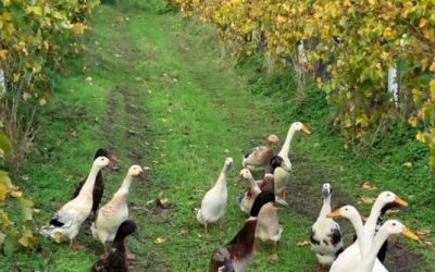 NATURALIS ORGANIC WINES