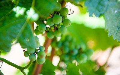 GLENAYR VINEYARD