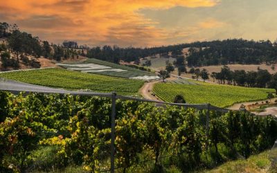 JANSZ VINEYARD