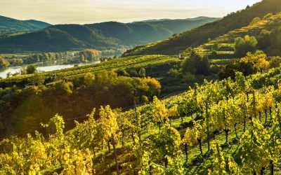 SALOMON UNDHOF WINES