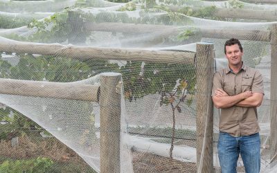 LOST FARM WINES